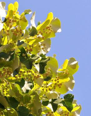 Fotografia 10 da espécie Tilia tomentosa no Jardim Botânico UTAD