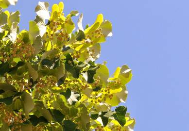 Fotografia da espécie Tilia tomentosa