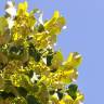 Fotografia 10 da espécie Tilia tomentosa do Jardim Botânico UTAD