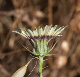 Fotografia da espécie Tolpis barbata