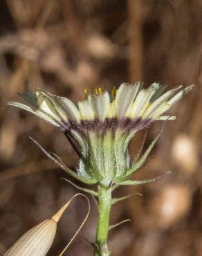 Fotografia 4 da espécie Tolpis barbata no Jardim Botânico UTAD