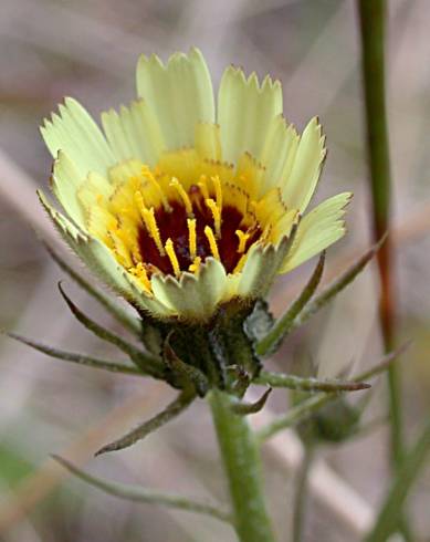 Fotografia de capa Tolpis barbata - do Jardim Botânico