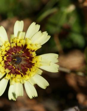 Fotografia 11 da espécie Tolpis barbata no Jardim Botânico UTAD