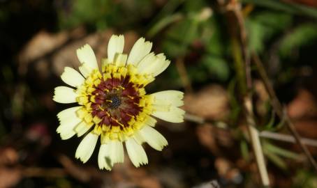 Fotografia da espécie Tolpis barbata