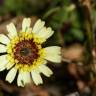 Fotografia 11 da espécie Tolpis barbata do Jardim Botânico UTAD