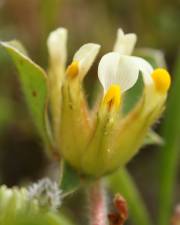 Fotografia da espécie Tripodion tetraphyllum