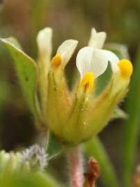 Fotografia da espécie Tripodion tetraphyllum