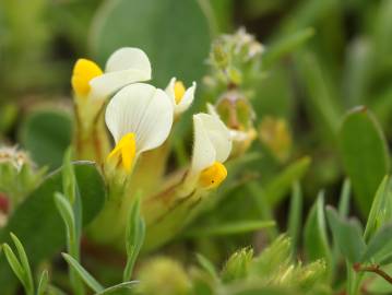 Fotografia da espécie Tripodion tetraphyllum