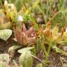 Fotografia 5 da espécie Tripodion tetraphyllum do Jardim Botânico UTAD