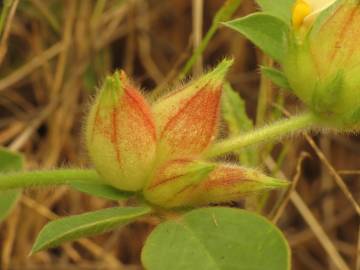 Fotografia da espécie Tripodion tetraphyllum