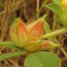 Fotografia 6 da espécie Tripodion tetraphyllum do Jardim Botânico UTAD