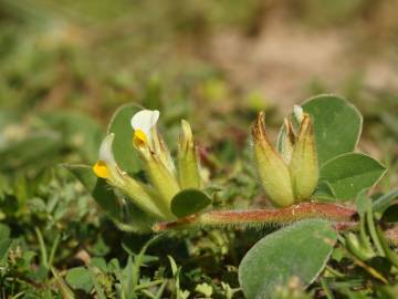 Fotografia da espécie Tripodion tetraphyllum