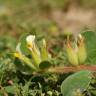 Fotografia 7 da espécie Tripodion tetraphyllum do Jardim Botânico UTAD