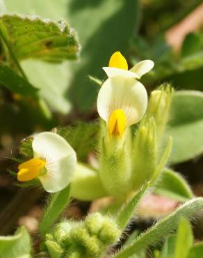 Fotografia 8 da espécie Tripodion tetraphyllum no Jardim Botânico UTAD