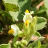 Fotografia 8 da espécie Tripodion tetraphyllum do Jardim Botânico UTAD