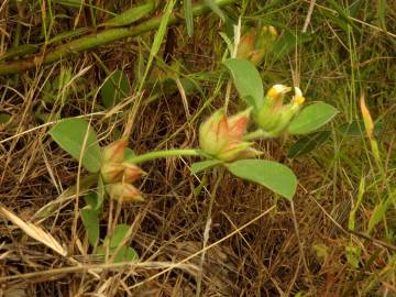 Fotografia da espécie Tripodion tetraphyllum