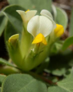 Fotografia 10 da espécie Tripodion tetraphyllum no Jardim Botânico UTAD