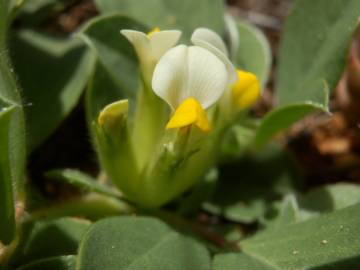 Fotografia da espécie Tripodion tetraphyllum