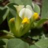 Fotografia 10 da espécie Tripodion tetraphyllum do Jardim Botânico UTAD