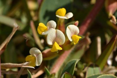 Fotografia da espécie Tripodion tetraphyllum