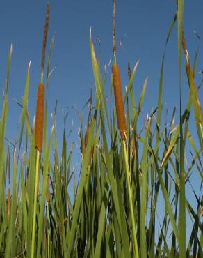 Fotografia 6 da espécie Typha domingensis no Jardim Botânico UTAD