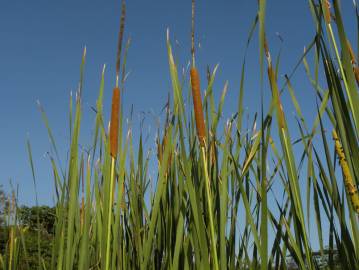 Fotografia da espécie Typha domingensis