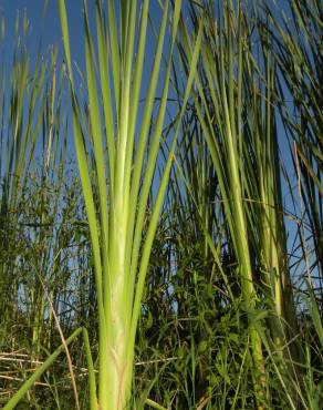 Fotografia 7 da espécie Typha domingensis no Jardim Botânico UTAD