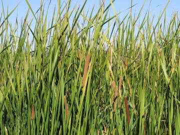 Fotografia da espécie Typha domingensis