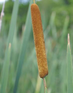 Fotografia 10 da espécie Typha domingensis no Jardim Botânico UTAD