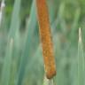 Fotografia 10 da espécie Typha domingensis do Jardim Botânico UTAD