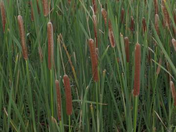 Fotografia da espécie Typha domingensis