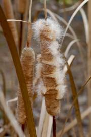 Fotografia da espécie Typha domingensis