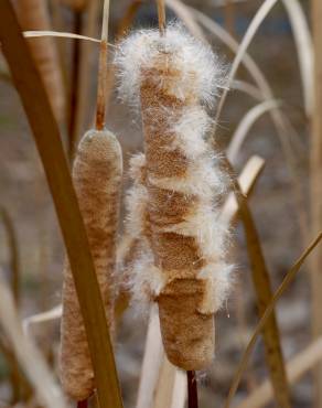 Fotografia 12 da espécie Typha domingensis no Jardim Botânico UTAD