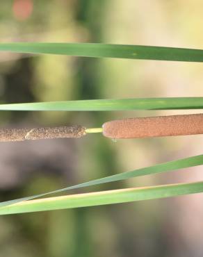 Fotografia 13 da espécie Typha domingensis no Jardim Botânico UTAD