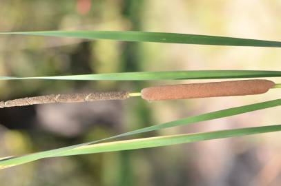 Fotografia da espécie Typha domingensis