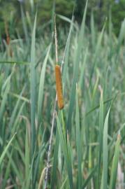 Fotografia da espécie Typha domingensis