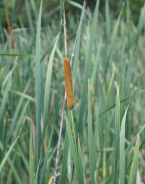 Fotografia 15 da espécie Typha domingensis no Jardim Botânico UTAD