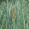 Fotografia 15 da espécie Typha domingensis do Jardim Botânico UTAD