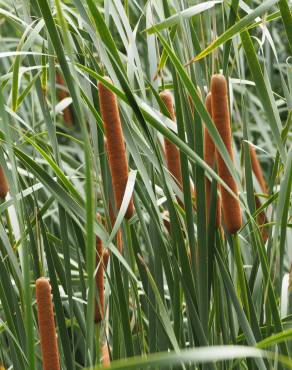 Fotografia 1 da espécie Typha domingensis no Jardim Botânico UTAD