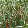 Fotografia 1 da espécie Typha domingensis do Jardim Botânico UTAD