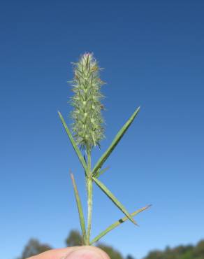 Fotografia 5 da espécie Trifolium angustifolium no Jardim Botânico UTAD