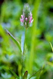 Fotografia da espécie Trifolium angustifolium