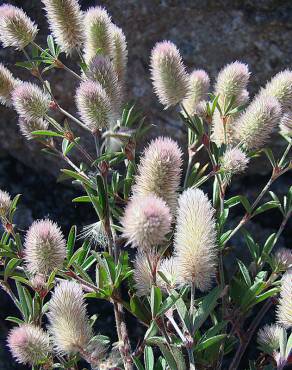 Fotografia 7 da espécie Trifolium angustifolium no Jardim Botânico UTAD