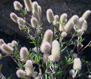Fotografia da espécie Trifolium angustifolium