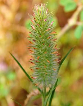 Fotografia 8 da espécie Trifolium angustifolium no Jardim Botânico UTAD