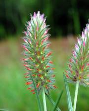 Fotografia da espécie Trifolium angustifolium