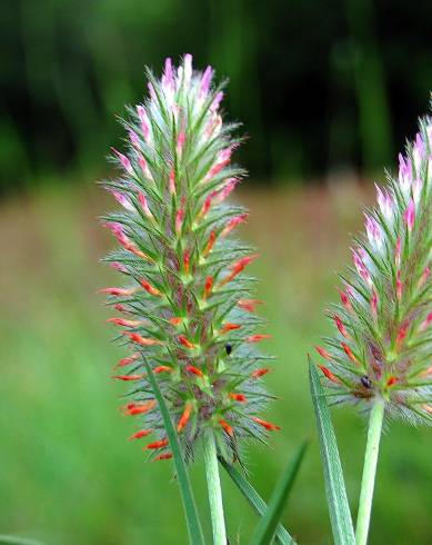 Fotografia de capa Trifolium angustifolium - do Jardim Botânico