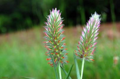 Fotografia da espécie Trifolium angustifolium