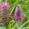 Fotografia 10 da espécie Trifolium angustifolium do Jardim Botânico UTAD