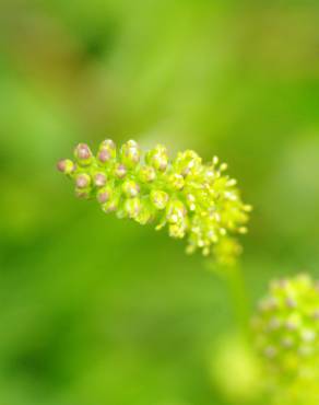 Fotografia 7 da espécie Tofieldia calyculata no Jardim Botânico UTAD